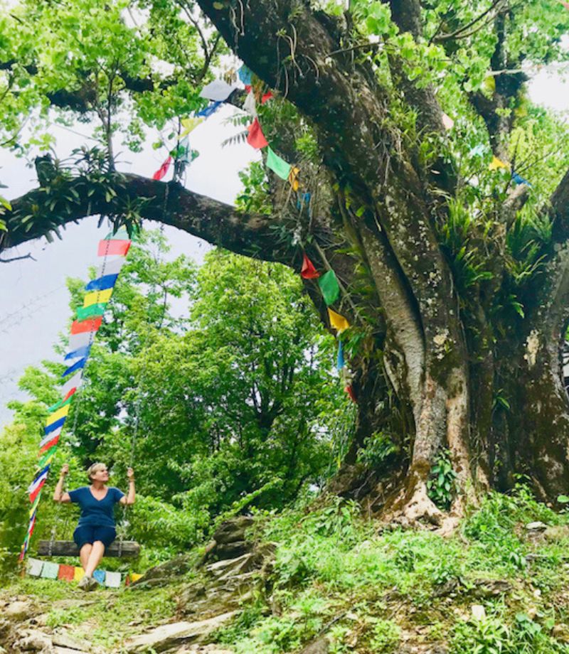6 Picture of a yoga tree, taken during Streetschool's Mindfulness Journey to India